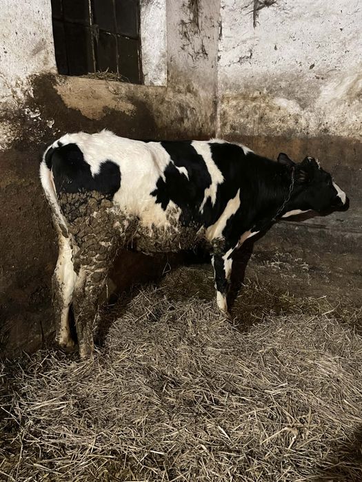 Jałówki cielne - 2 szt