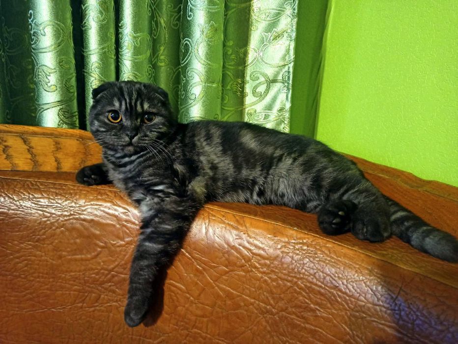 Шотландський чистокровний хлопчик скоттіш-фолд запрошує наречених