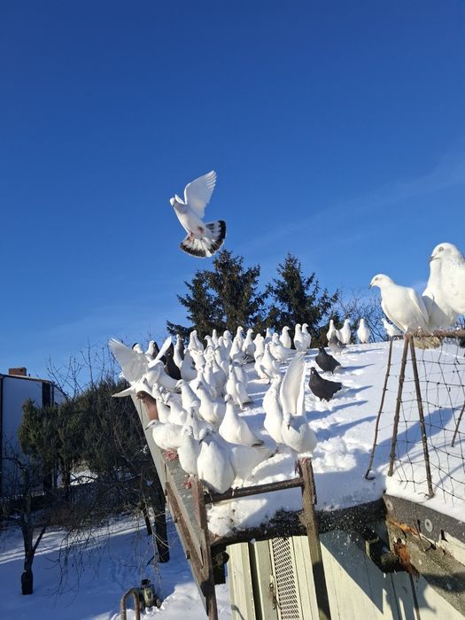 Lot gołębi jasnych.