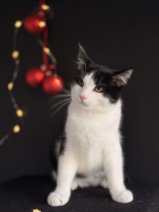 Котик в пошуках родини