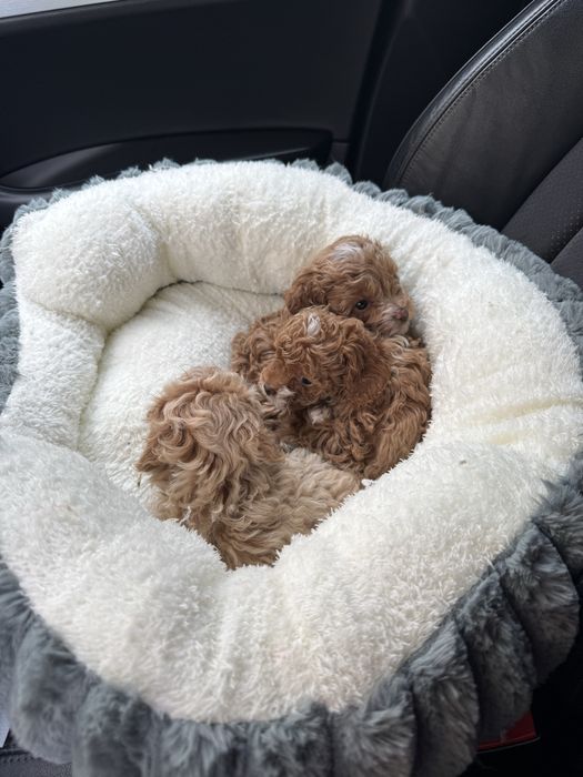 Шикарні мальтипу найкращої якості