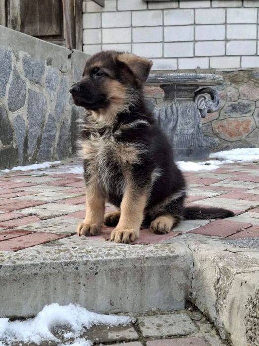 Німецька вівчарка хлопчики і дівчатка