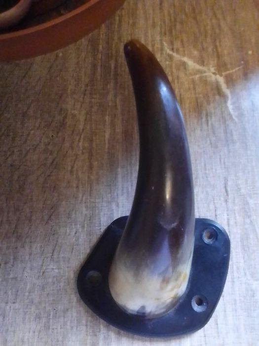 Продам рог.не дорого.