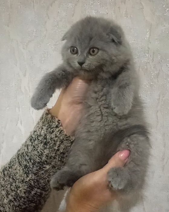 Голубий хлопчик .
