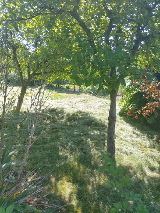 Usługi Ogrodnicze, wertykulacja trawników