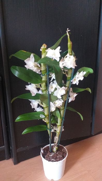 Орхидея Дендробиум Нобиле.