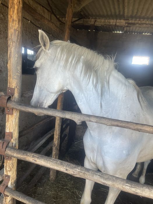 Egua cruzada de lusitano