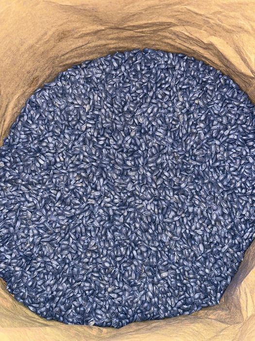 Насіння соняшнику. Посівний матеріал. Гібрид під Євро-Лайтинг