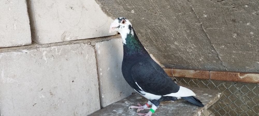 Gołębie staropolskie samica