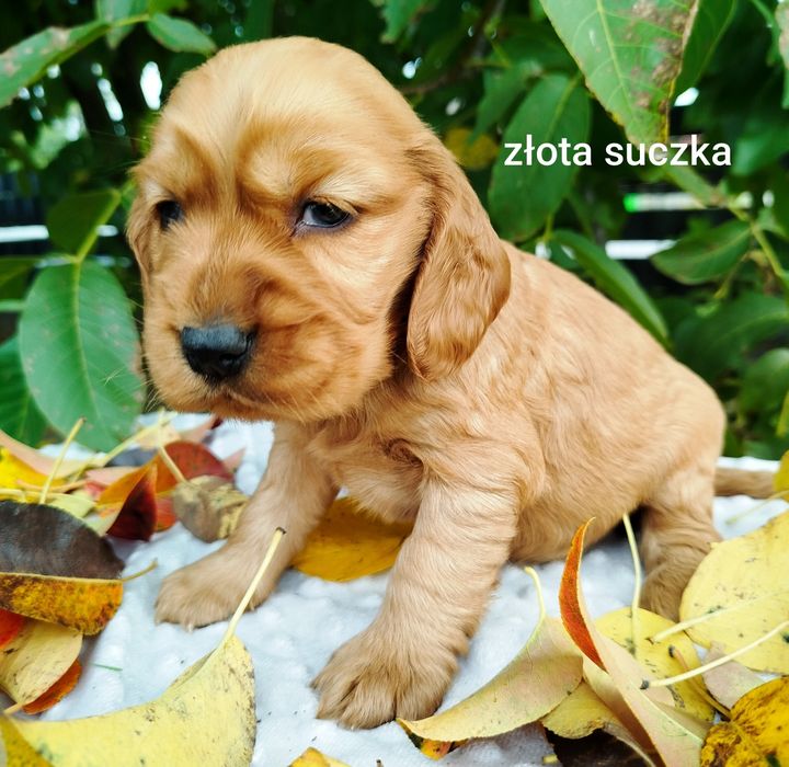 Szczeniaczek Cocker Spaniel Angielski