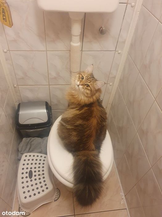 60 m² | 3 pokoje | balkon | piwnica | Rubinkowo II | ul. Dziewulskiego