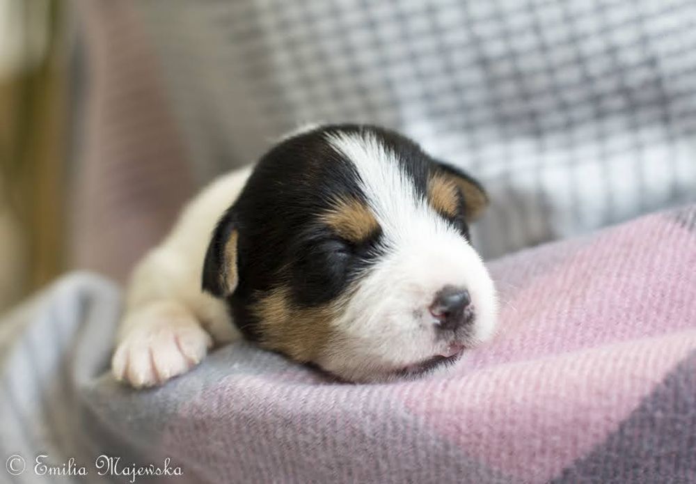Parson Russell Terrier - Szczeniak FCI
