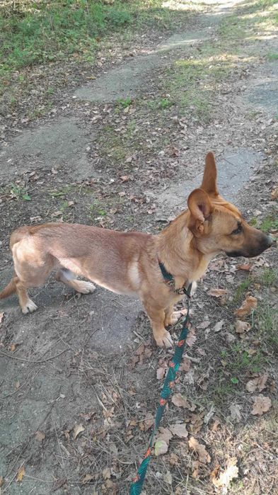 3 letni kundelek z wyprawką szuka domu