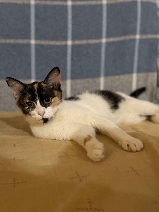 Котята в добрые руки !