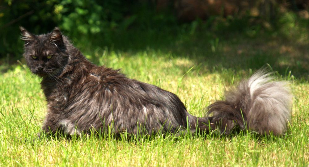 Kot maine coon kocurek czarny ze srebrem