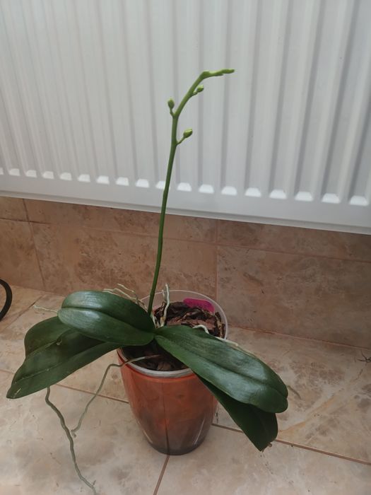 Продам  Орхідеї . Каттлея