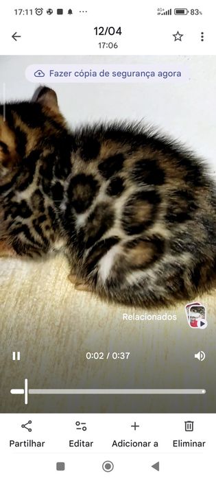 Gatinho  Bengal 2 meses