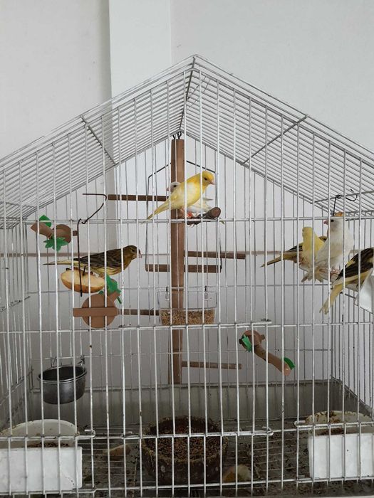 Vendo canários de várias cores