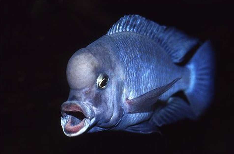 Cyrtocara moorii - Pyszczak DELFINEK - Delfin - dowóz, wysyłka.