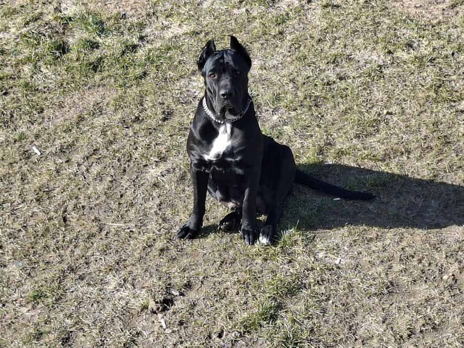 Szczeniak  cane corso   PIEKNE !