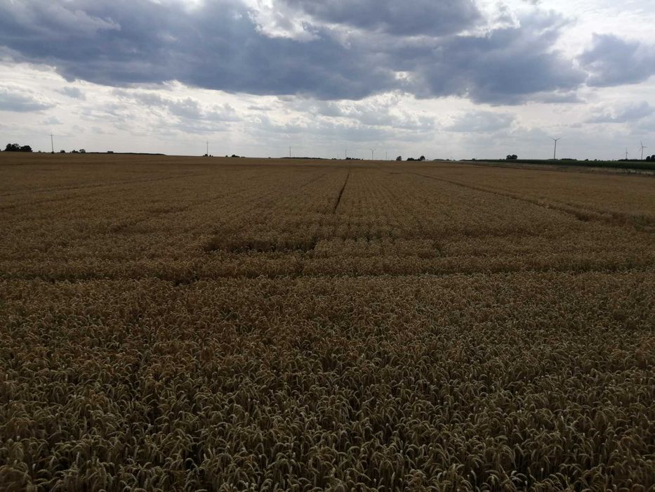 Usługi rolnicze: siew strip till, koszenie, wapnowanie, opryski i inne