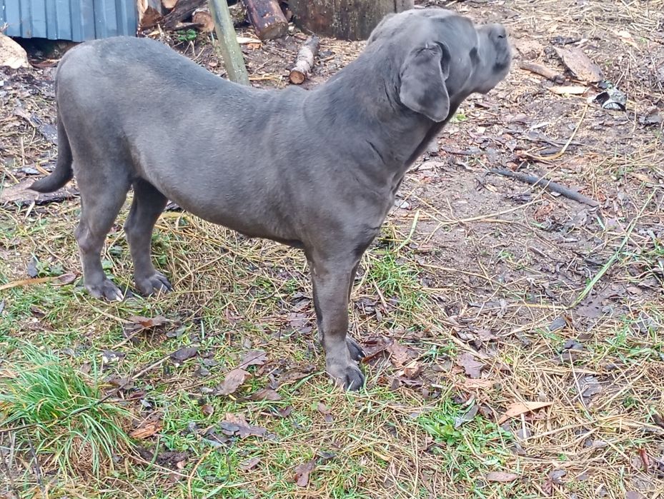 Cane Corso - BŁĘKITNY Chłopiec