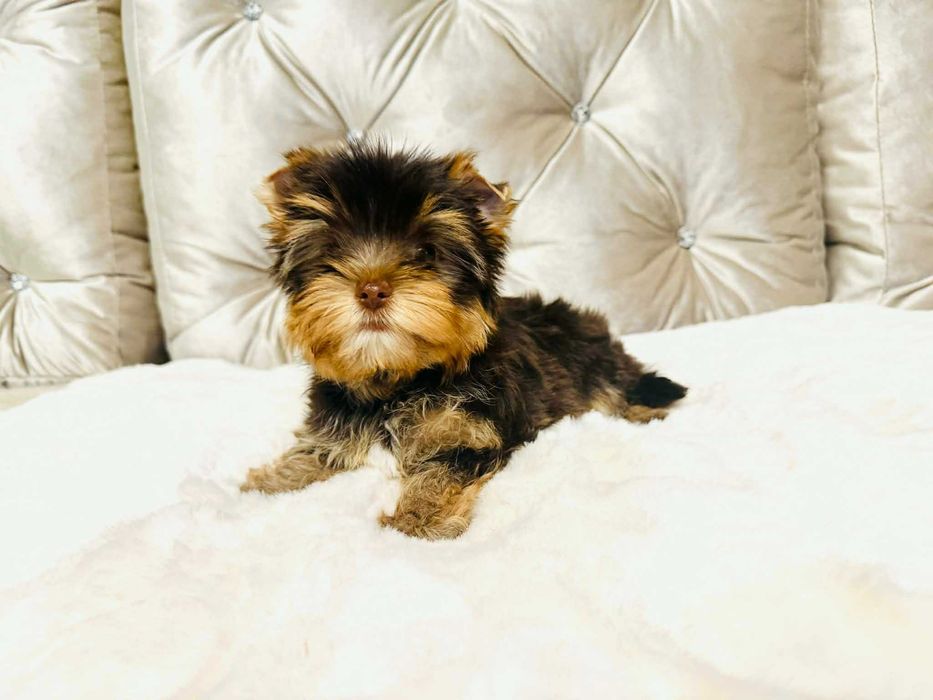 York Czekoladowy malutki - tylko do Kochania