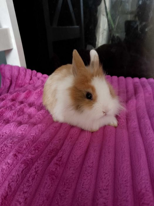 Króliczki miniaturki