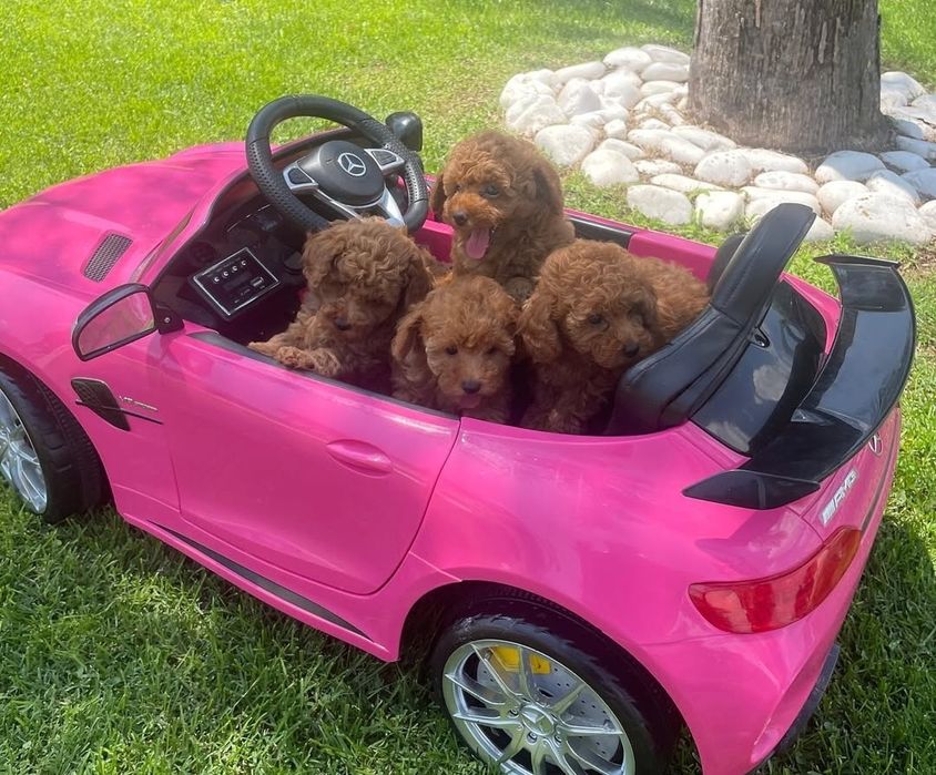 Солодкі малята той пудель