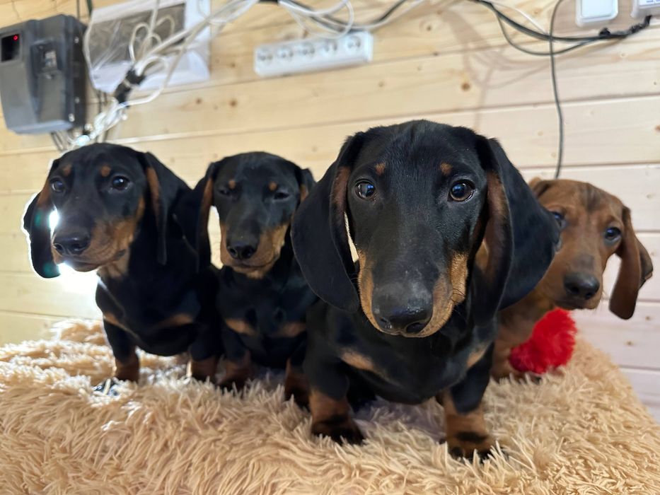 Цуценята гладкошерстної такси з документами/ гладкошерстная такса