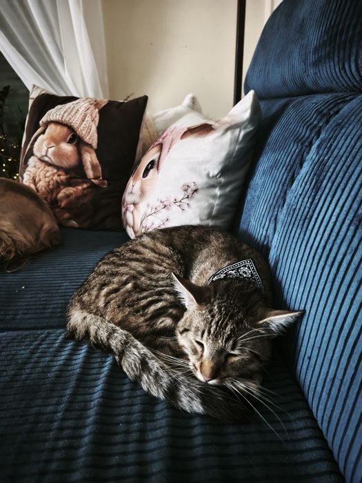 Piekny Ryszard do adopcji
