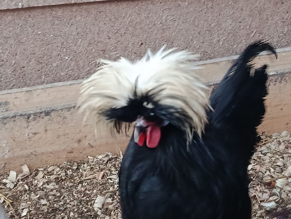 Sprzedam koguta bialoczuba holenderskiego