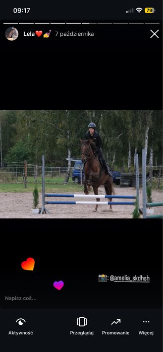 5 letnia klacz folblut