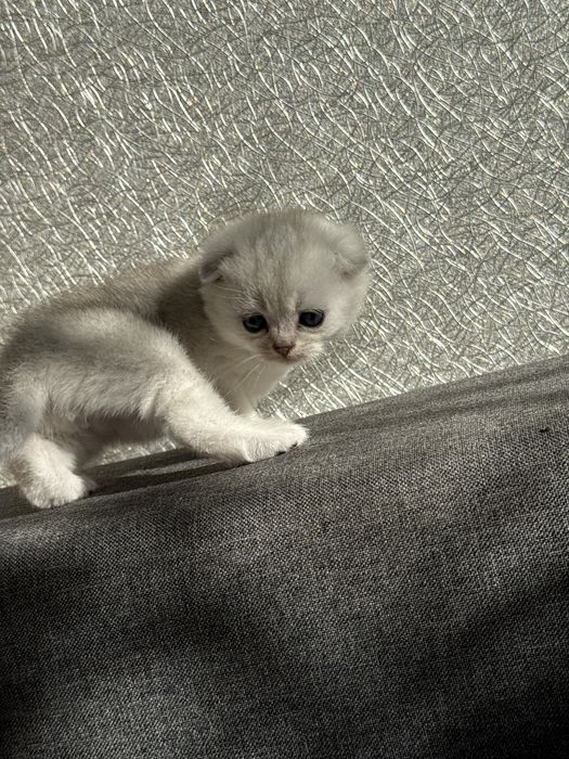 Серебристая шиншилла