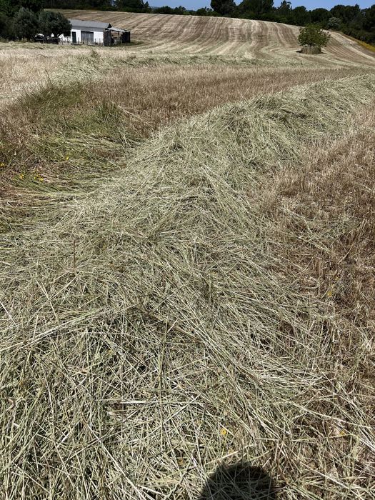 Fenosilagem azevém c/trevos 2024(corte unico)