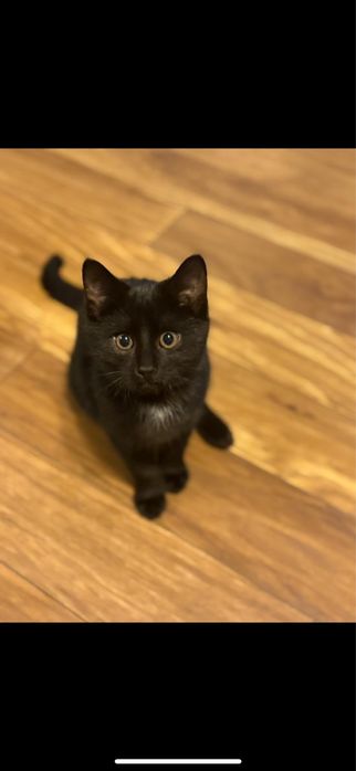 pilnie oddam kotka torun!!
