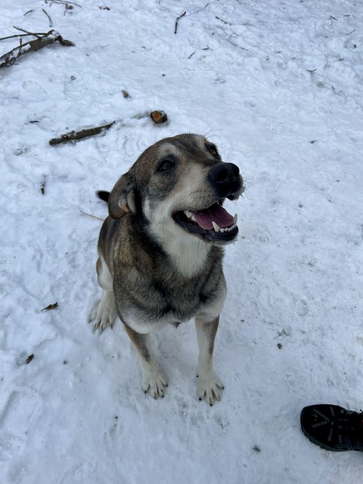 Віддам у хороші руки собаку