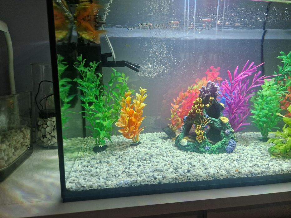 Akwarium  60x30x30