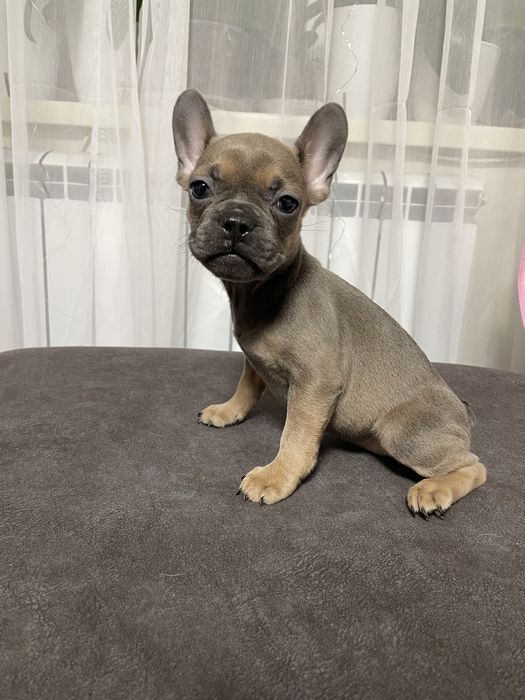 Дівчинка французького бульдога