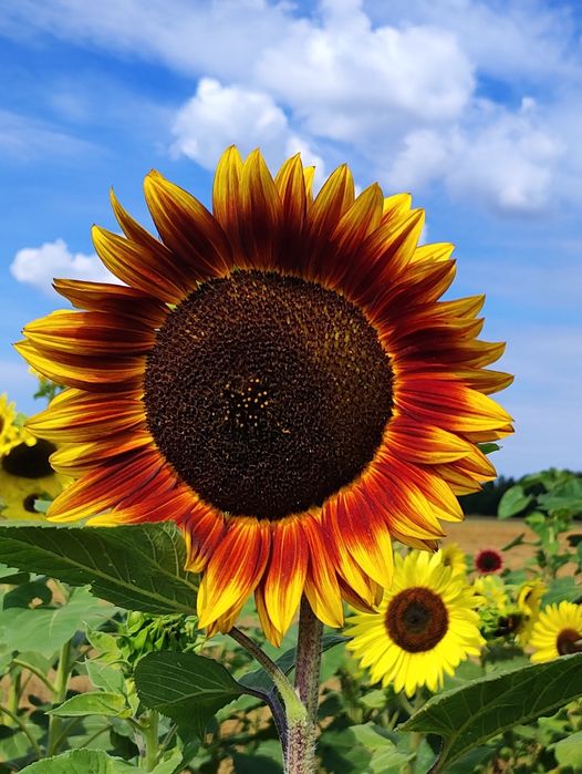 Słonecznik ozdobny nasiona