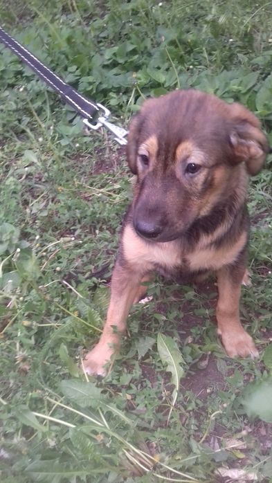 Щенки даром. Охранники.