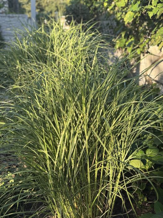 Мискантус китайский Little Zebra