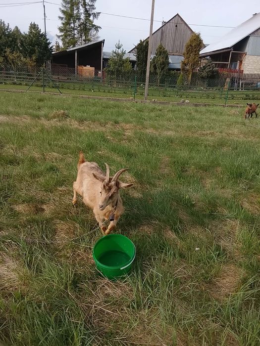 Koza alpejska dojna
