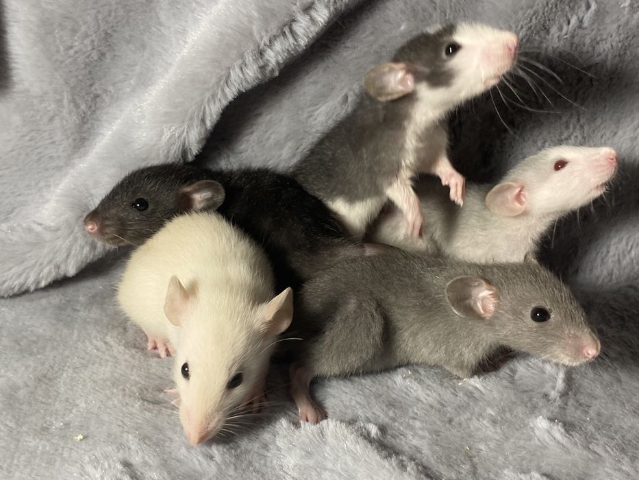 Криси дамбо ручні