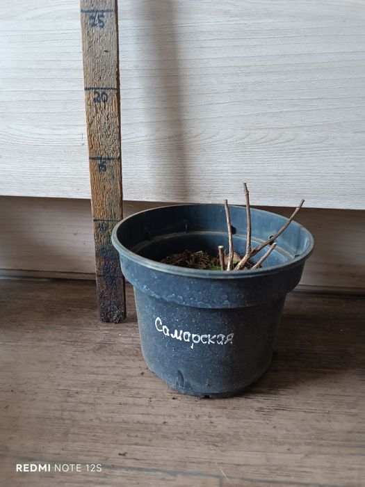 Гортензия метельчатая Цветущая С1. Ванила, Мельба, Медведь