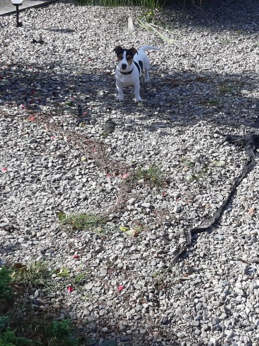 Oddam Pieska Jack Rassel Terrier