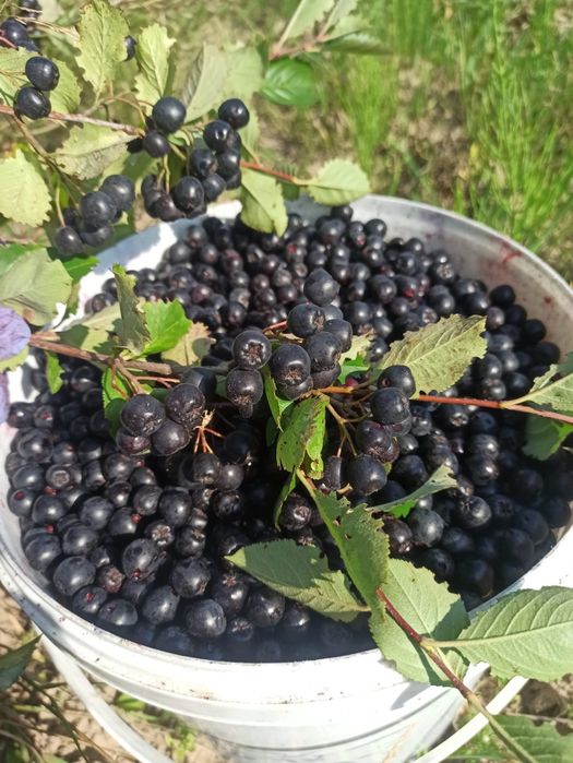 Aronia. Wysyłka kurierem lub paczkomatem pod adres. Szybka dostawa.