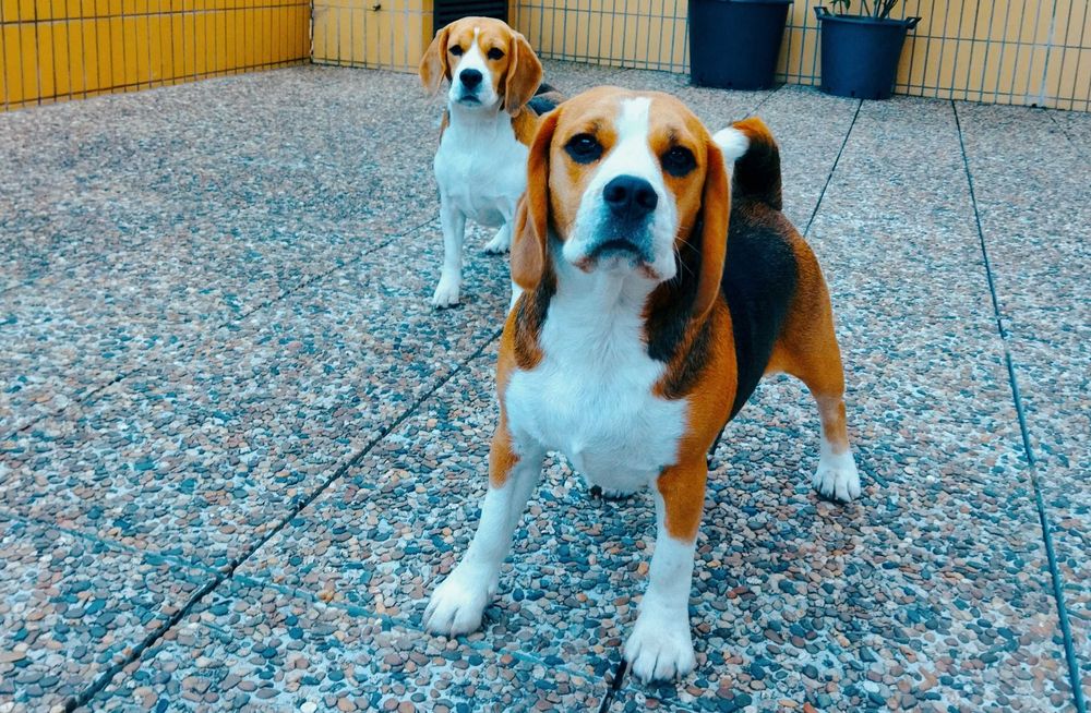 Hospedagem Familiar  Cães/ Creche/ Passeios (VNG)