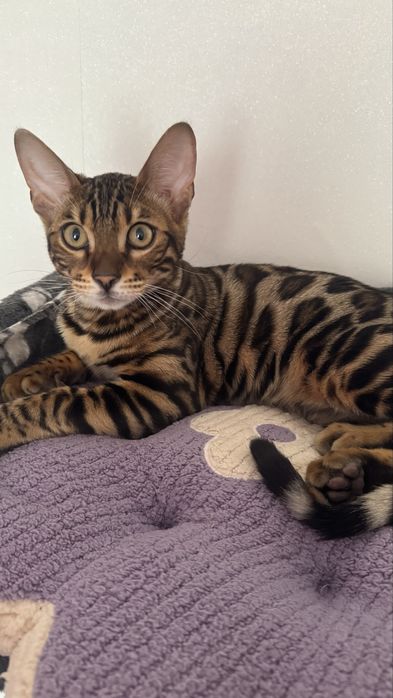 Бенгальские котята