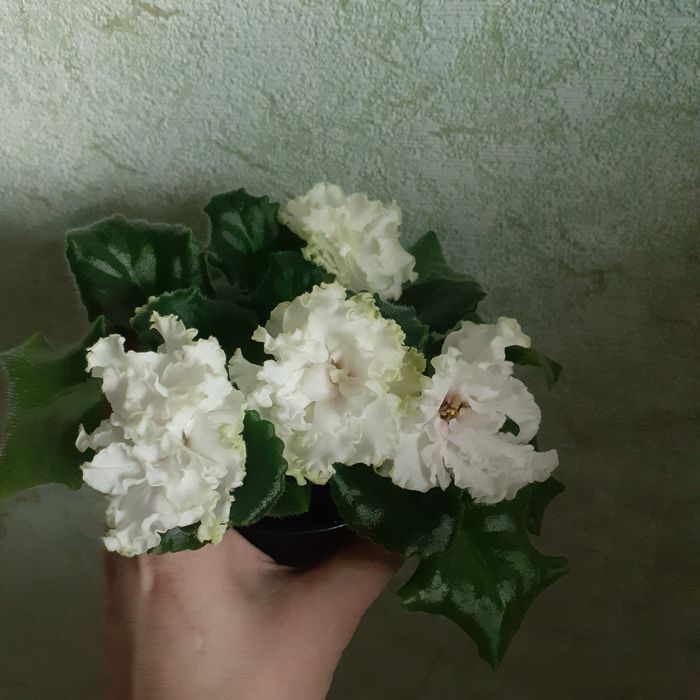 Фіалки кімнаті квіти